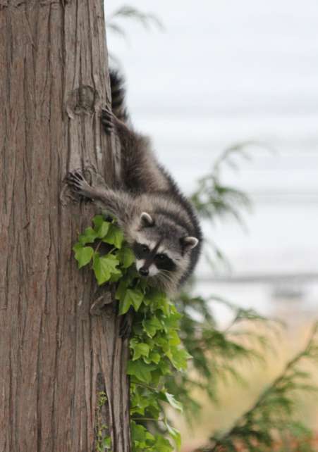 Raccoon Checking Out Our Dinner